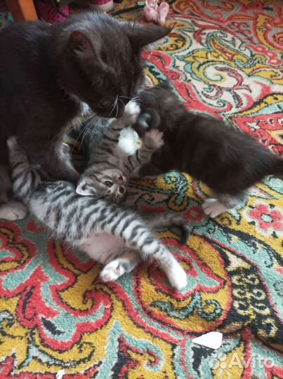 Котята в добрые руки