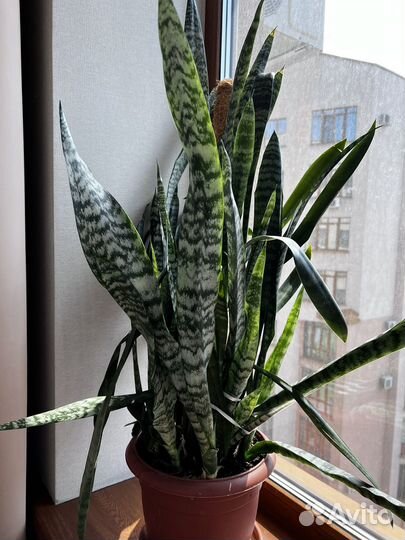 Комнатное растение. Сансевиерия, тещин язык