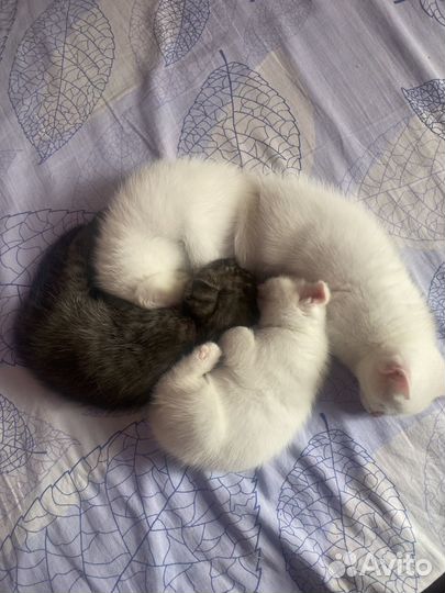 Отдам котят в добрые руки бесплатно