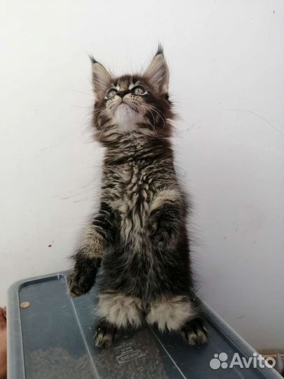 Котята мейн-кун