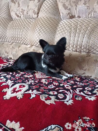 Вязка кобель чихуахуа