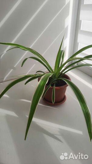 Хлорофитум хохлатый