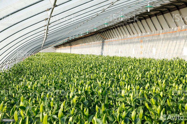 Луковицы лилии оптом