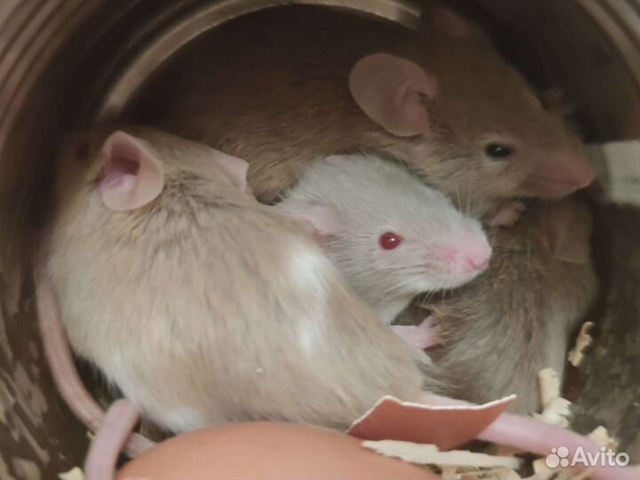 Мыши и мышата