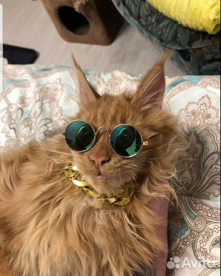 Мейкун ждет невестуВязка