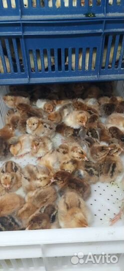 Цыплята бройлера
