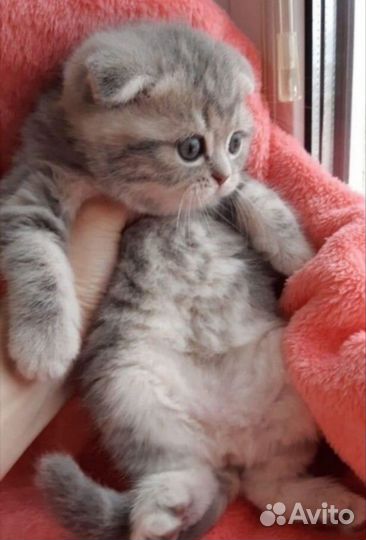 Шотландские котята