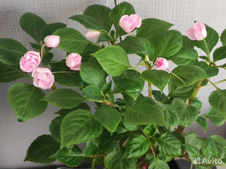 Бальзамин махровый Эплблоссом