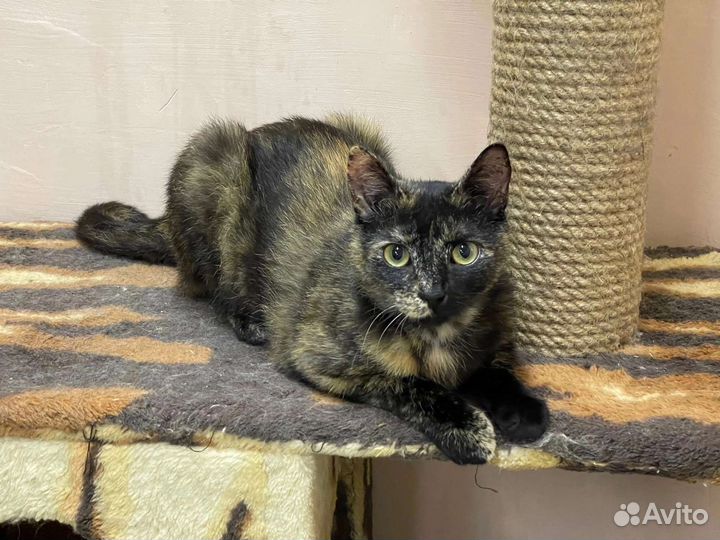 Розитта в дар