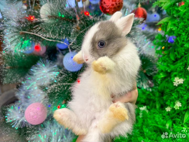 Мини карликовый кролик