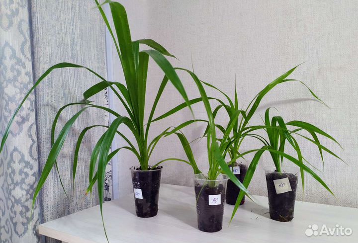 Панданус (винтовая пальма)