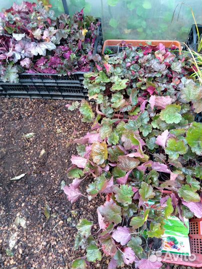 Многолетние гейхеры (зимуют)