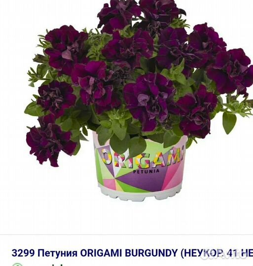 Растения для сада