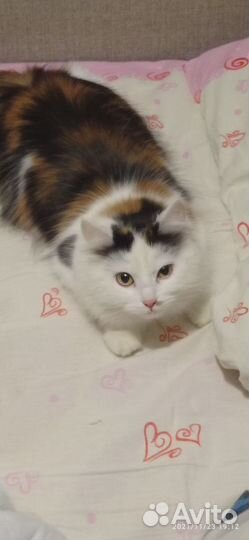 Отдам кошку в добрые руки