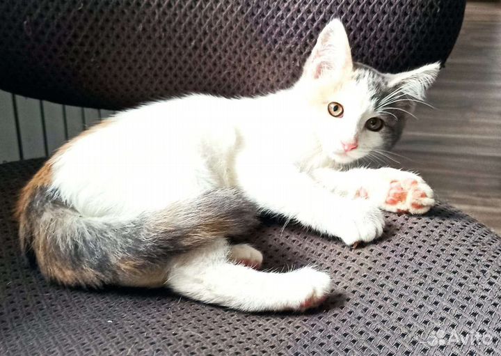 Очаровательная Белоснежка в добрые руки