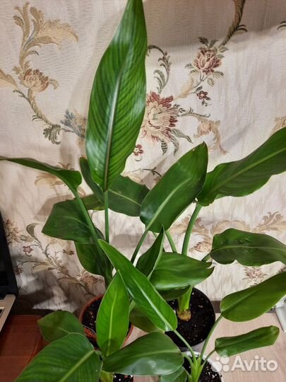 Стрелиция Регина, аспидистра вар