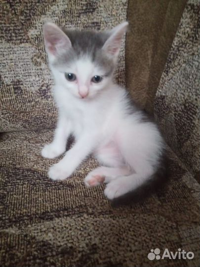 Котенок, мальчик, 1,5 мес