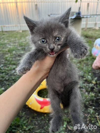 Котенок в добрые руки девочка