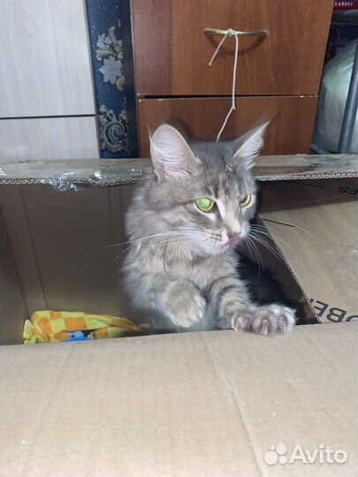 Кошка в дар бесплатно