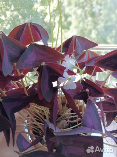 Оксалис/кислица