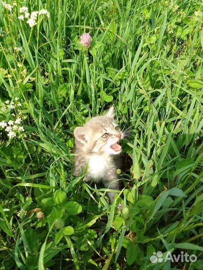 Котята в добрые руки бесплатно мальчики