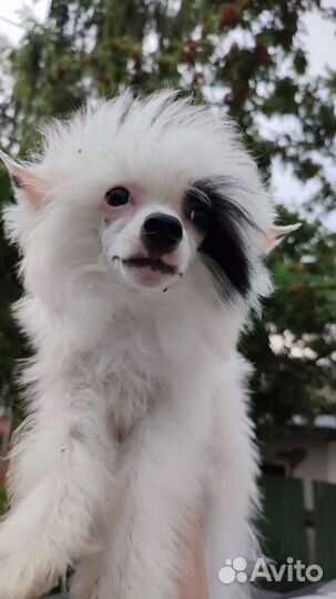 Китайская хохлатая