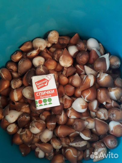 Луковицы тюльпанов(детки)