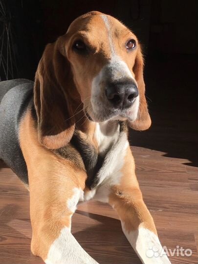 Эстонская гончая