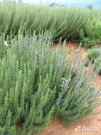 Крымские травы