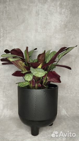 Ктенанте amagris