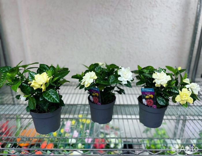 Гардения жасминовидная Gardenia jasminoides 24/13