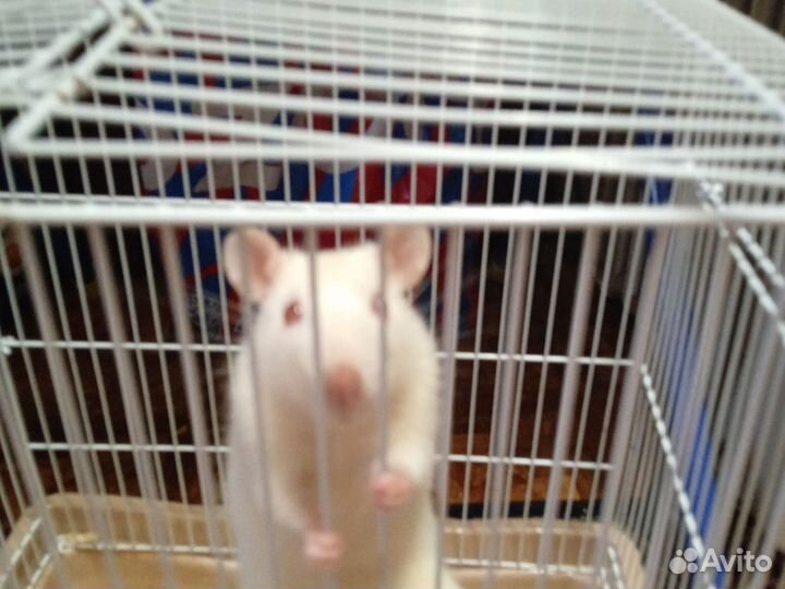 Крысы дамбо девочка