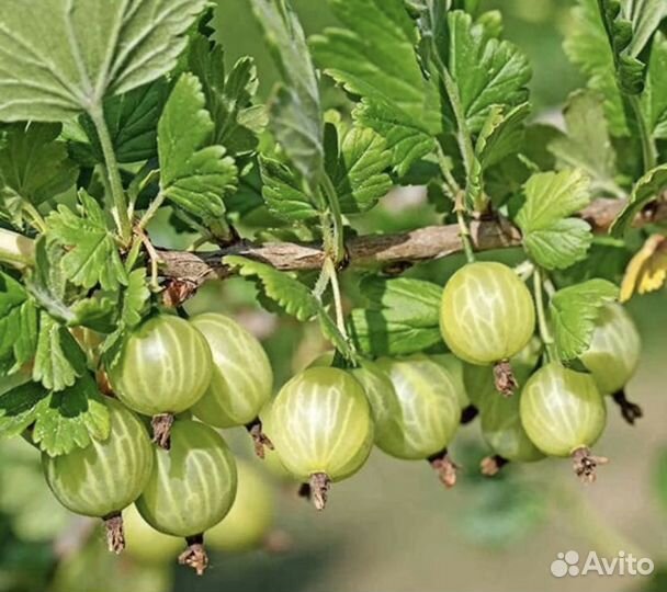 Крыжовник различных сортов