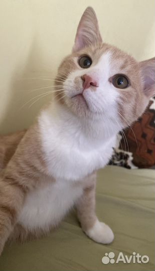 Кот в самые добрые руки