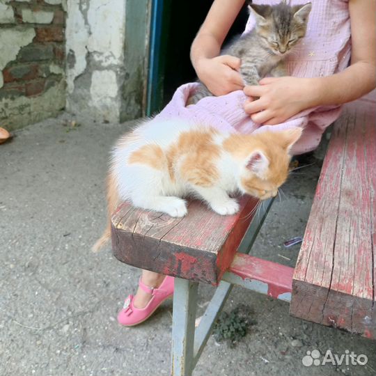 Отдам в добрые руки котят