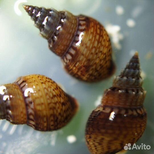 Улитки катушки и мелании