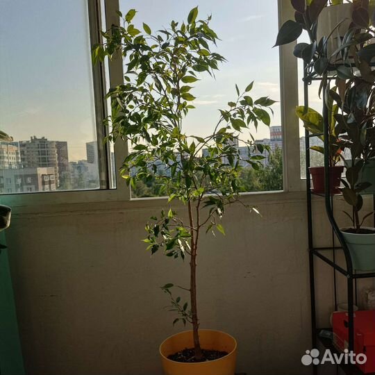 Фикус бенджамина большой