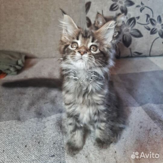 Котята мейн-кун мальчик