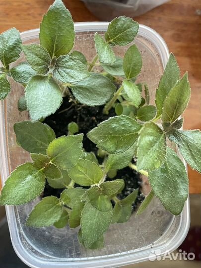 Комнатные растения