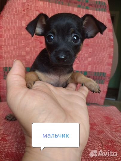 Щенки русский той-терьер