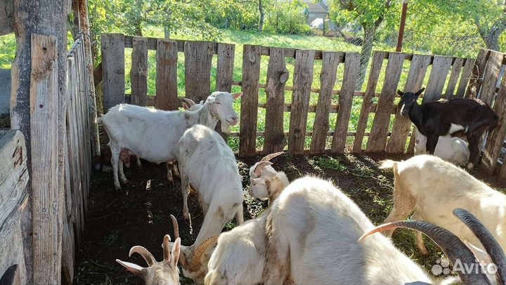 Обмен на телку