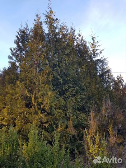 Ель туя кипарис крупномеры