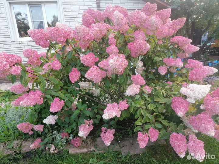 Гортензия метельчатая
