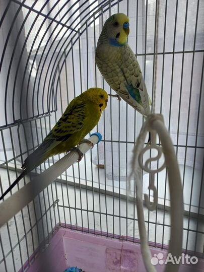 Волнистый попугай