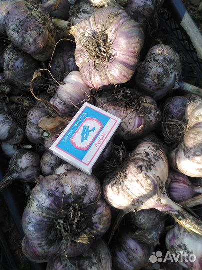 Чеснок озимый для посадки