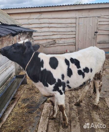 Телочка 1год