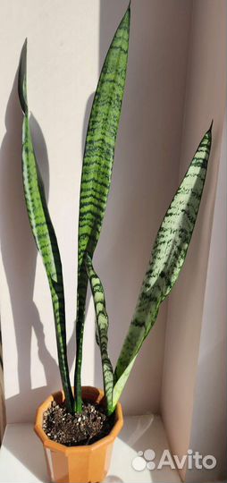 Сансевиерия зейланика