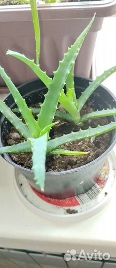 Алоэ, толстянка