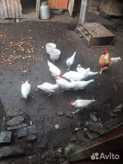 Куры несушки ломан white
