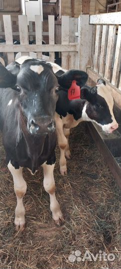 Телята мясной породы бычки